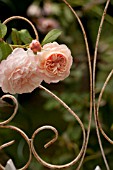 ROSA A SHROPSHIRE LAD