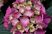 HYDRANGEA MACROPHYLLA GLOWING EMBERS