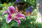 LILIUM STARGAZER