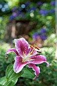 LILIUM STARGAZER