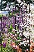 COTTAGE GARDEN WITH LUPIN SEEN THROUGH METAL TRELLIS