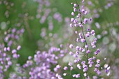 GYPSOPHILA, BABYS BREATH