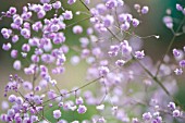 GYPSOPHILA, BABYS BREATH