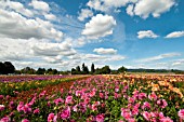 FIELD OF DAHLIA BLOOMS ON FARM