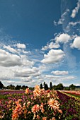 FIELD OF DAHLIA BLOOMS ON FARM