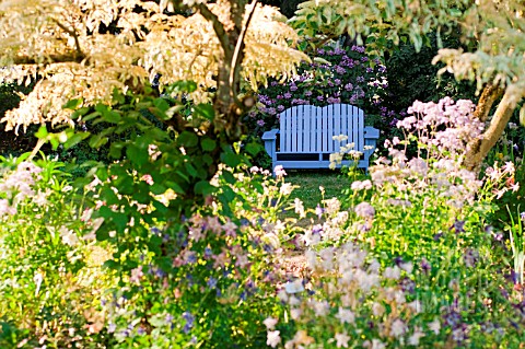 COTTAGE_GARDEN_WITH_BLUE_ADIRONDACK_BENCH_EARLY_SUMMER_MORNING