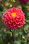 DAHLIA TEMPESTE