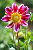 DAHLIA JUNKYARD DOG