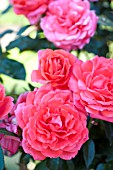 ROSA LASTING PEACE, FLORIBUNDA ROSE