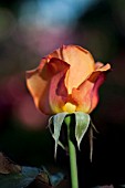 ROSA CHRIS EVERT HYBRID TEA ROSE