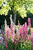 LUPINUS POLYPHYLLUS IN COTTAGE GARDEN