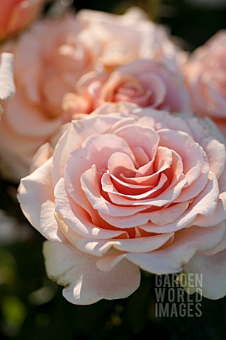 ROSA_MARILYN_MONROE_HYBRID_TEA_ROSE