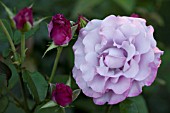 ROSA NEPTUNE, HYBRID TEA ROSE