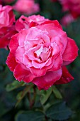 ROSA BRIGADOON, HYBRID TEA ROSE