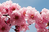 PRUNUS X BLIREANA, FLOWERING PLUM BLOSSOM