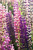 LUPINUS POLYPHYLLUS