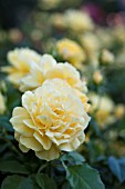 ROSA ANTHONY MEILLAND, FLORIBUNDA ROSE