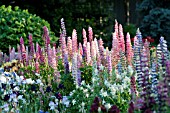 LUPINUS POLYPHYLLUS, AQUILEGIA AND IRIS IN COTTAGE GARDEN