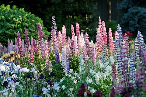 LUPINUS_POLYPHYLLUS_AQUILEGIA_AND_IRIS_IN_COTTAGE_GARDEN