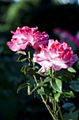 ROSA COLOR MAGIC, HYBRID TEA ROSE