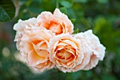 ROSA POLKA, CLIMBING ROSE