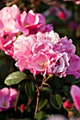 ROSA BETTY PRIOR, FLORIBUNDA ROSE