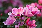 rosa betty prior, floribunda ROSE