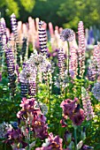 LUPINUS POLYPHYLLUS, ALLIUM AND IRIS IN COTTAGE GARDEN