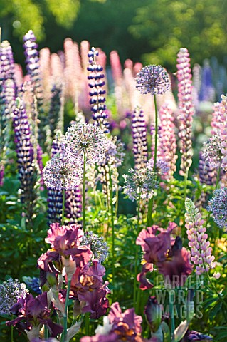 LUPINUS_POLYPHYLLUS_ALLIUM_AND_IRIS_IN_COTTAGE_GARDEN