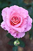 ROSA SUMMER RAINBOW, HYBRID TEA ROSE