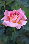 ROSA SUMMER RAINBOW, HYBRID TEA ROSE