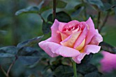 ROSA SUMMER RAINBOW, HYBRID TEA ROSE