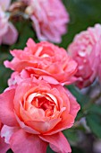 ROSA OUTRAGEOUS, FLORIBUNDA ROSE