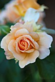 ROSA FRAGRANT APRICOT, SHRUB ROSE