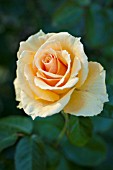 ROSA MONKEY BUSINESS, FLORIBUNDA ROSE