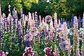 LUPINUS POLYPHULLUS, ALLIUM AND IRIS IN COTTAGE GARDEN