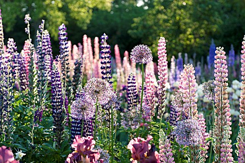 LUPINUS_POLYPHULLUS_ALLIUM_AND_IRIS_IN_COTTAGE_GARDEN