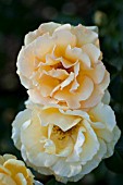 ROSA MONKEY BUSINESS, FLORIBUNDA ROSE