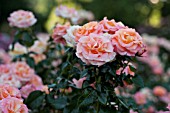 ROSA DAY BREAKER, FLORIBUNDA ROSE