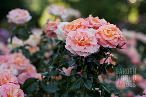 ROSA_DAY_BREAKER_FLORIBUNDA_ROSE