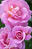 ROSA TIFFANY, HYBRID TEA