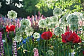 PAPAVER ORIENTALE, LUPINUS POLYPHYLLUS AND ALLIUM IN COTTAGE GARDEN