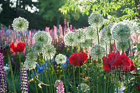 PAPAVER_ORIENTALE_LUPINUS_POLYPHYLLUS_AND_ALLIUM_IN_COTTAGE_GARDEN