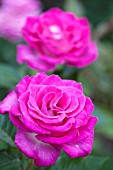 ROSA CROWD PLEASER, HYBRID TEA ROSE