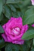 ROSA CROWD PLEASER, HYBRID TEA ROSE