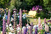 AQUILEGIA AND LUPINUS POLYPHYLLUS IN COTTAGE GARDEN