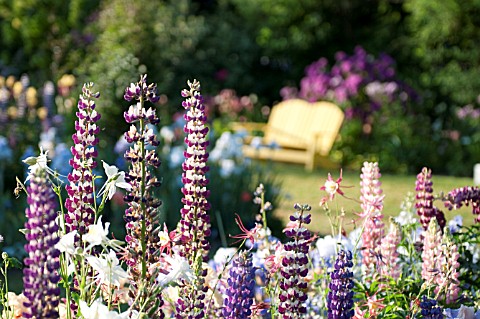 AQUILEGIA_AND_LUPINUS_POLYPHYLLUS_IN_COTTAGE_GARDEN
