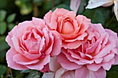 ROSA SWEET FRAGRANCE, GRANDIFLORA ROSE