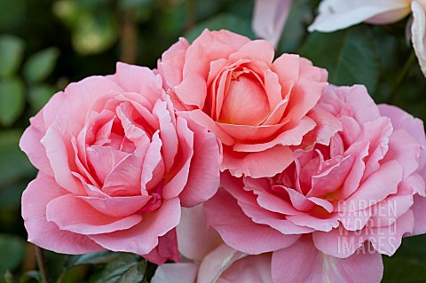 ROSA_SWEET_FRAGRANCE_GRANDIFLORA_ROSE