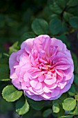 ROSA PRINCESS ALEXANDRA OF KENT